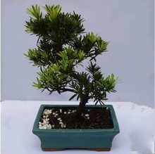 【珍珠罗汉苗】最新最全珍珠罗汉苗 产品参考信息