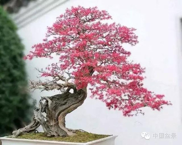 盆景诗话与盆友自荐新作欣赏