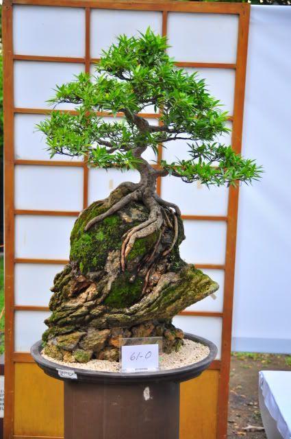 盆景欣赏:石头与树的巧妙构思,妙趣横生