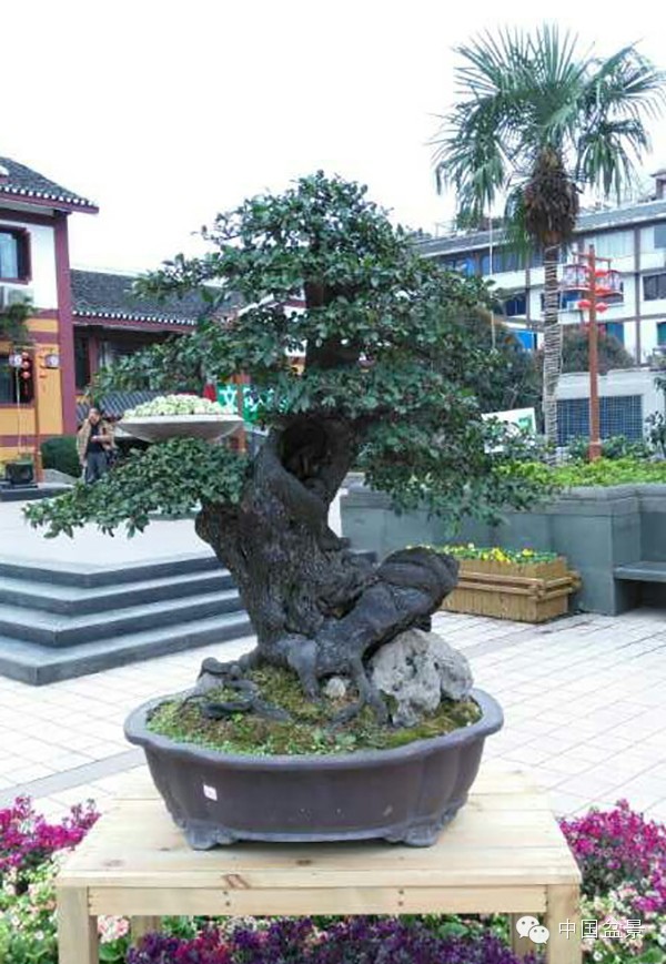 盆景意境优美逗人爱-