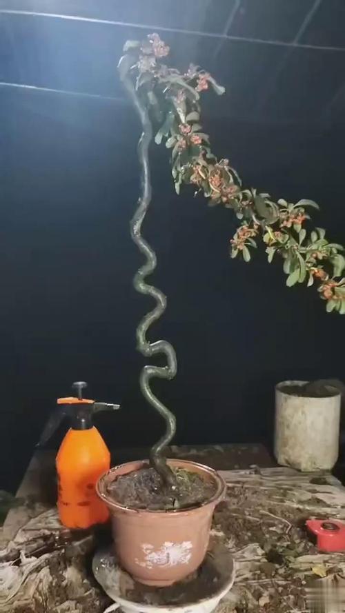 红果文人火棘盆景,美如画欢迎观赏