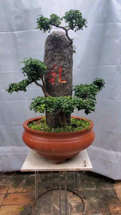 2022年,购得对节白蜡牙签苗六棵,在陕西西安沣河寻得石材两块,学习制