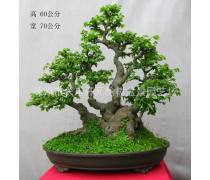 【绍兴盆景产品库】_价格/图片/厂家 - 浙江产品库